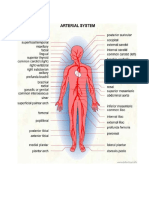 Arterial System