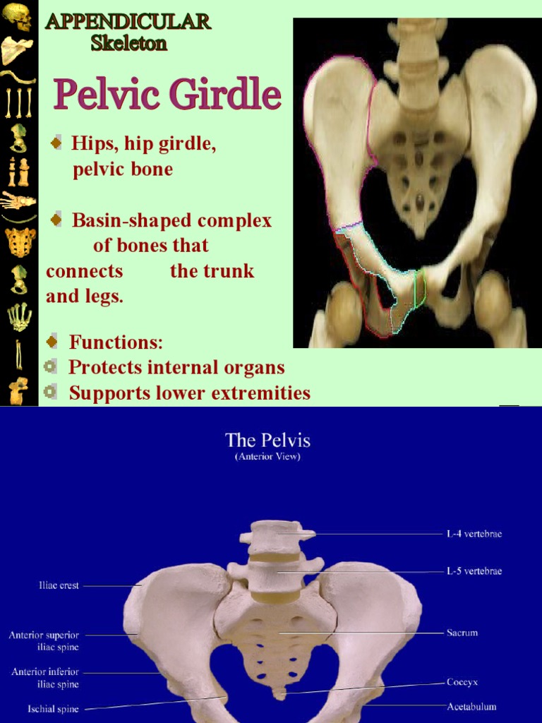 Hips, Hip Girdle, Pelvic Bone BasinShaped Complex of Bones That
