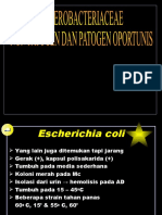 Enterobacteriaceae Non Patogen