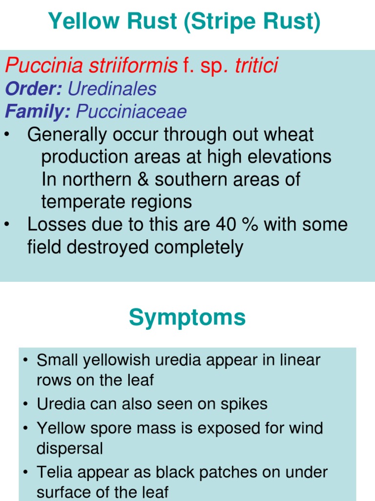 11 Rusts Of Wheat Pdf Pdf Plants Horticulture And Gardening