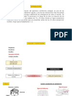 Apendicitis - Exposición