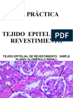 1ra practica tejido epitelial.pptx