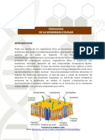 Laboratorio 9. Fisiologia de La Membrana