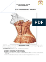 GUIA ANATOMIA CUELLO SUPERFICIAL Y TRIANGULOS - Docxddd