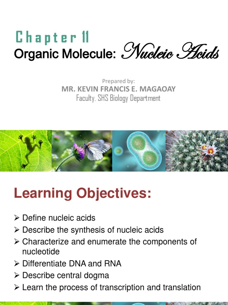 Understanding Nucleic Acids | PDF | Nucleic Acids | Nucleotides
