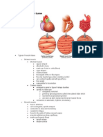 Muscular System Educ