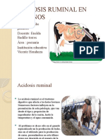 ACIDOSIS RUMINAL EN BOVINOS ESTEFANI P