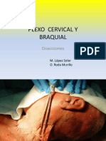 001 PLEXO CERVICAL BRAQUIAL diseccion (1).pdf