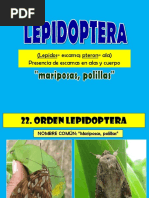 14 Lepidoptera - 2 PDF