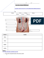 Excretory system webquest - 112020