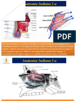 anatomia recorrente