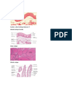 Sumber: Atlas Histology Halaman 37 Silindris Berlapis Bersilia