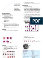 Leukocytes WBCs PDF