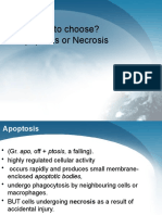 Apoptosis &amp Necrosis