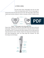 Bones of The Lower Limb