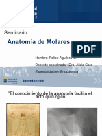 Anatomia Molares-seminario especialidad UV.pdf