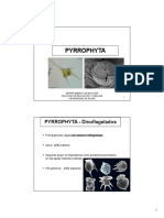 Pyrrophyta - Dinoflagelados PDF