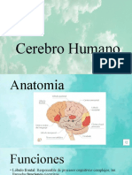 Cerebro Humano