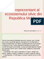 Jderul-Reprezentant Al Ecosistemului Silvic in R.M.
