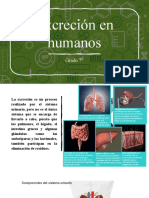 Excreción en Humanos 7