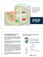 El Ciclo de Krebs