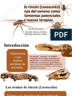 Araña de Rincón (Loxosceles) Las Toxinas Del Veneno Como Bio-Herramientas Potenciales para Nuevas Terapias.