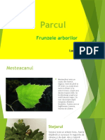 Parcul - Frunzele Arborilor