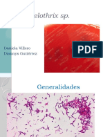 Erysipelothrix y Mycobacterium