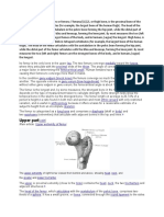 Femur Bone Structure and Anatomy