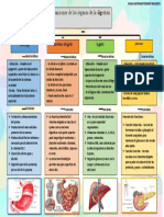 Funciones de Los Organos de Digestion