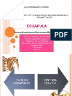 Neurofacilitacion Propioceptiva Escápula