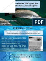 Scale Drop Disease (SDD) Pada Ikan