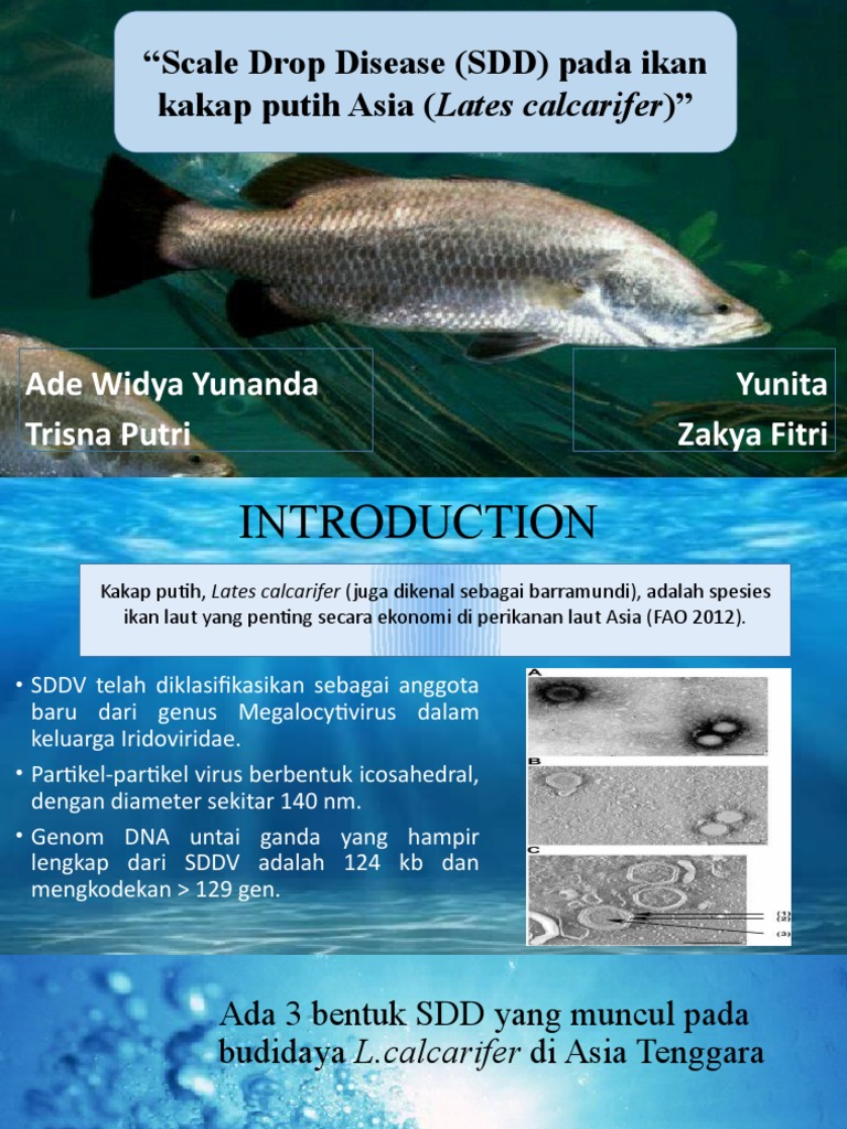 Scale Drop Disease (SDD) Pada Ikan PDF