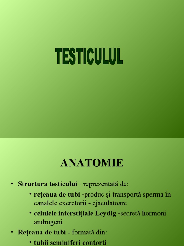 13 Curs Testicul | PDF