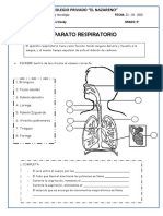 Aparato respiratorio: funciones y partes