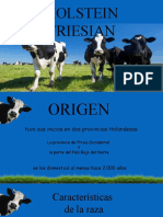 Holstein Friesian - Julian Felipe Moreno y Sebastian Gutierrez