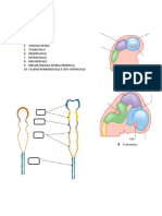 Identificaciones Introduccion