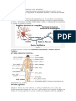 Sistema Nervoso Imprimir Na Faculdade