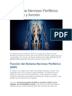 El Sistema Nervioso Periférico, Anatomía y Función