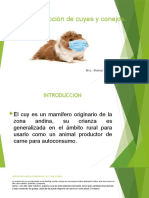 1ro Diapositivas de Produccion de Cuyes y Conejos