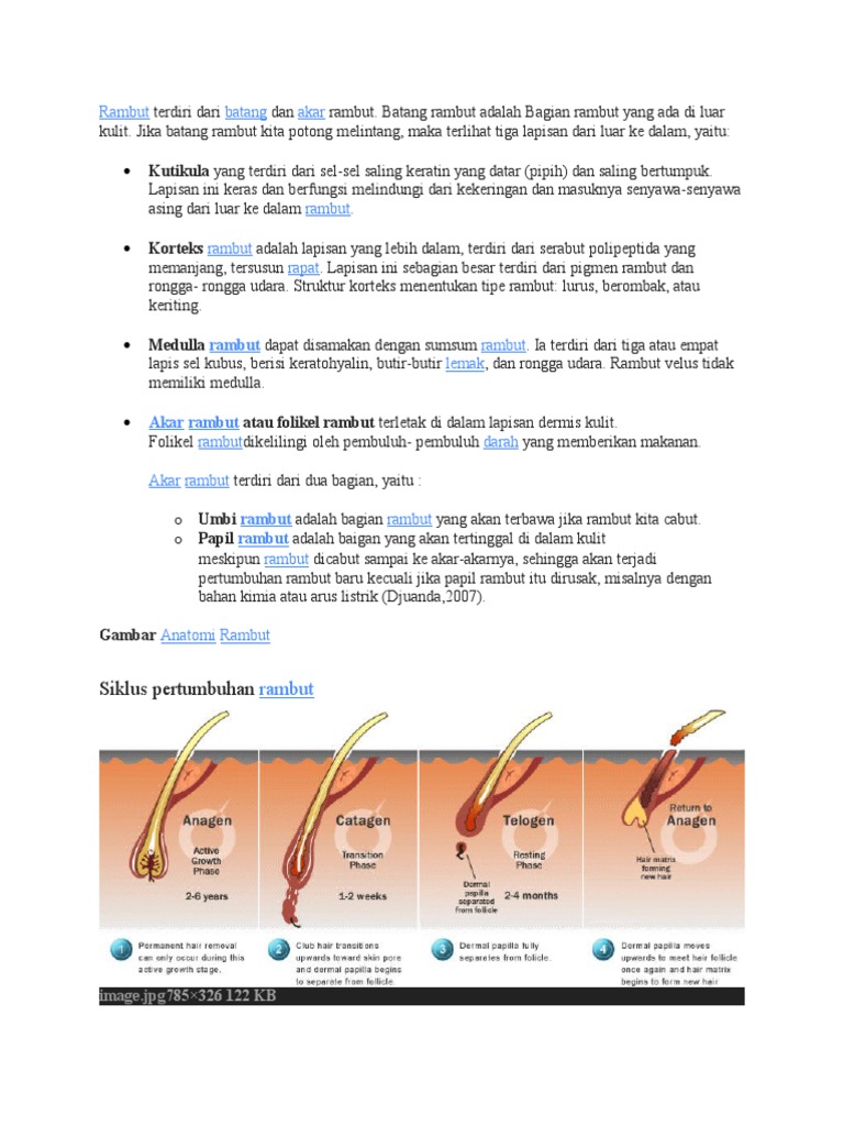 Anatomi dan Siklus Pertumbuhan Rambut | PDF