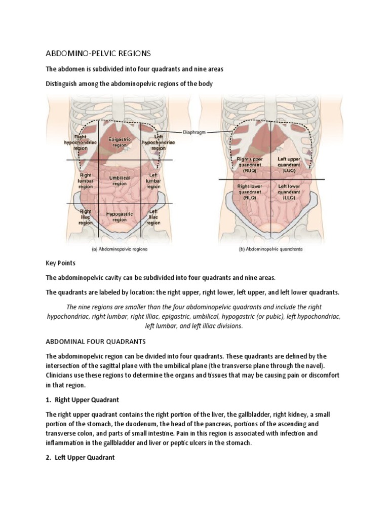 Abdomino-Pelvic Regions: Abdominal Four Quadrants | PDF | Abdomen |  Gastrointestinal Tract, image size:768x1024