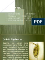 Budidaya Daphnia SP