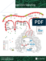 17-CNR-12 Angiogenesis PW Handout-Pass