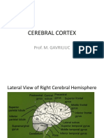 13 Cerebral Cortex