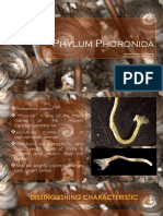 Phylum Phoronida: Chenny Dhanryll M. Guzman Danniele Clarice B, Mariano