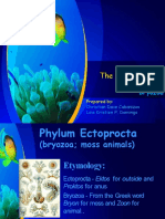 The Lophophorate Phyla: Bryozoa