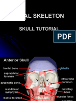 Axial Skeleton Skull Tutorial