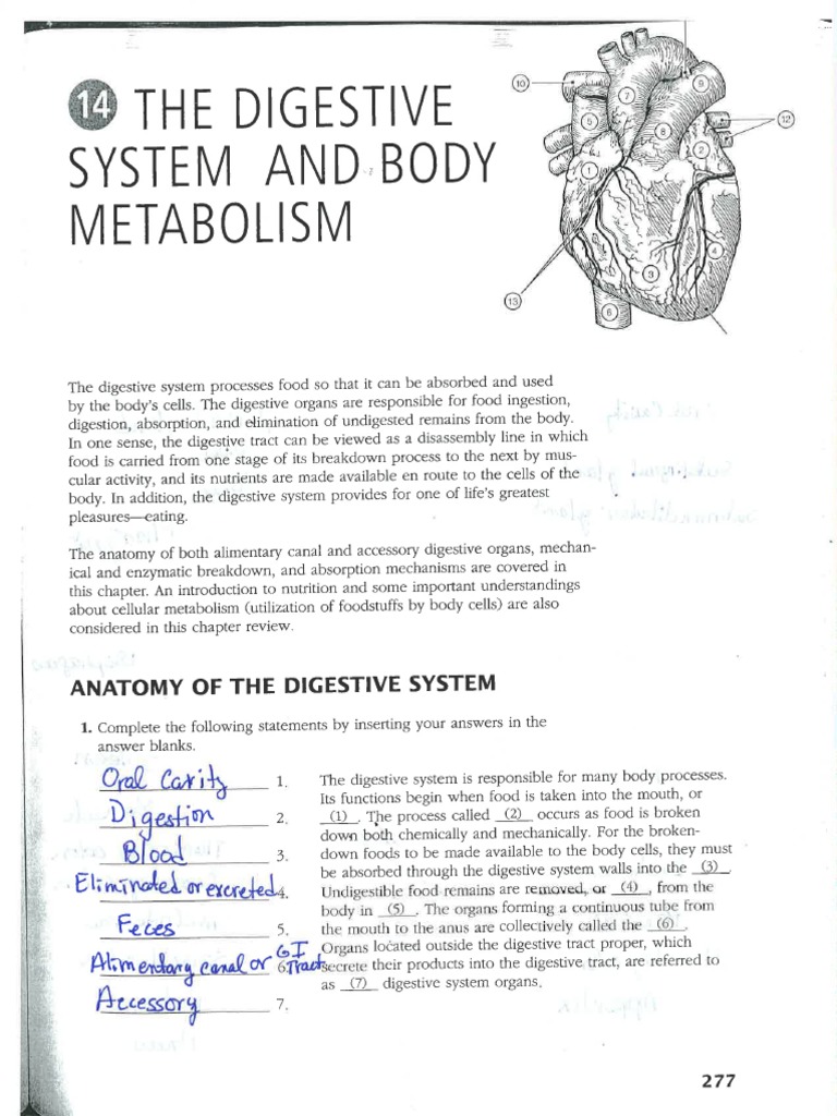 ANATOMY DIGESTIVE SYSTEM PACKET ANSWERS PDF intelligence overview