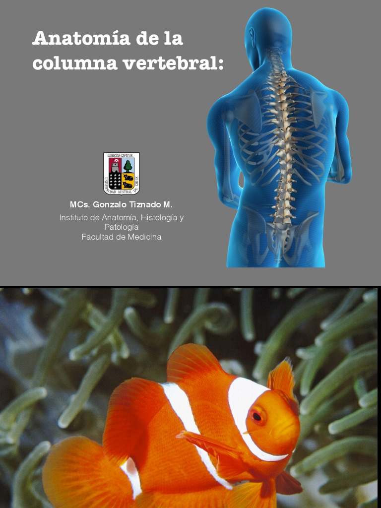 Anatomía y Funciones de la Columna Vertebral | PDF | Vértebra | La ...